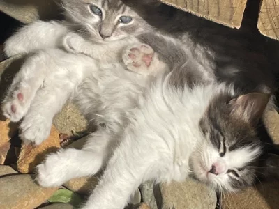 Other Cats – Lovely Banks