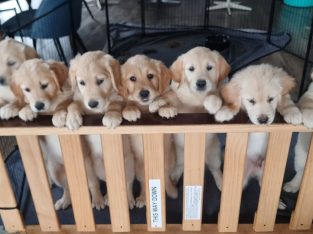 Golden Retriever – Thornhill Park