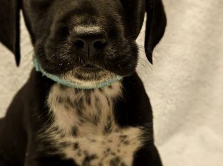 Labrador Retriever – Nowra