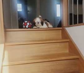 Shih Tzu – Mango Hill