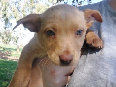 Australian Kelpie – Tamworth