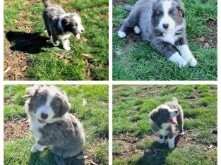 Border Collie – Darkan