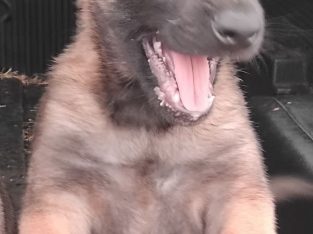 Belgian Malinois – South Bingera