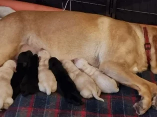 Labrador Retriever – South Geelong