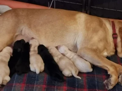 Labrador Retriever – South Geelong