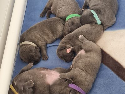 Staffordshire Bull Terrier – Wyong