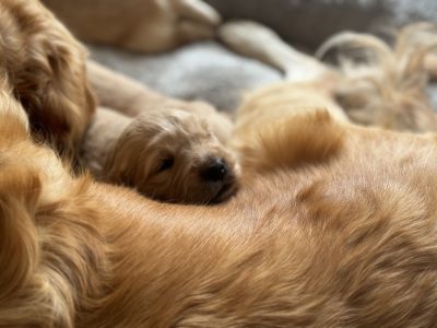 Golden Retriever – Lesmurdie