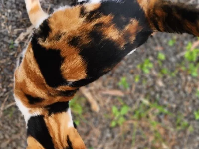 Domestic Short Hair (DSH) – Darling Heights