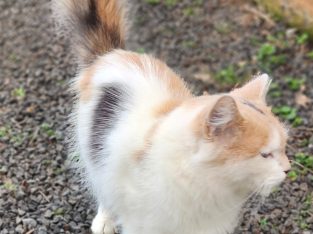 Domestic Medium Hair (DMH) – Darling Heights