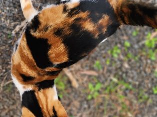 Domestic Short Hair (DSH) – Darling Heights