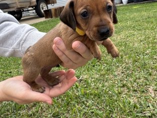 Dachshund – Rockhampton