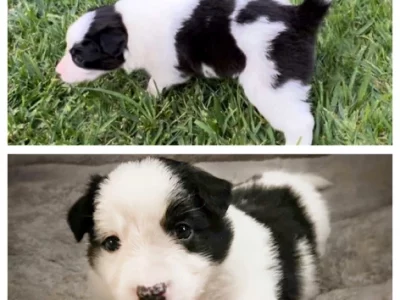 Border Collie – Lennox Head