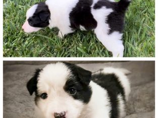 Border Collie – Lennox Head