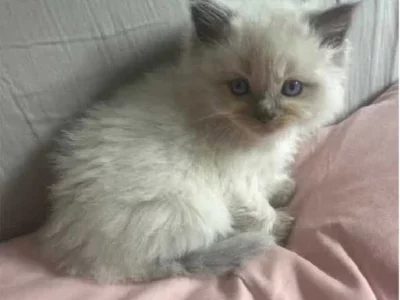 Ragdoll – Rochedale South