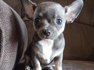 Chihuahua – Capella