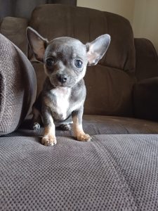 Chihuahua – Capella