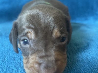 Dachshund – Howrah