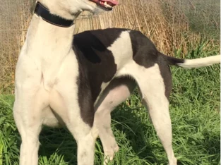 Greyhound – Portland