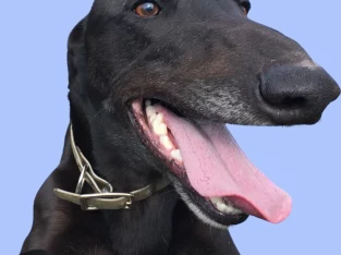 Greyhound – Portland