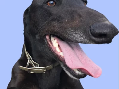 Greyhound – Portland