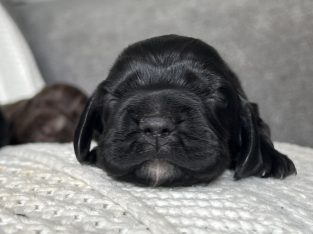 Cocker Spaniel – Kirra