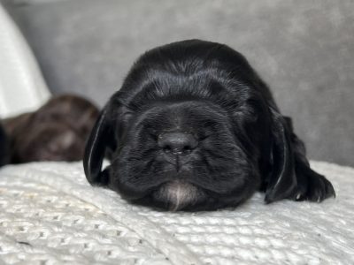 Cocker Spaniel – Kirra