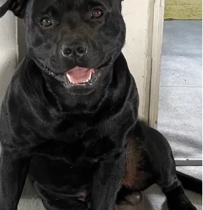 Staffordshire Bull Terrier – Meringandan