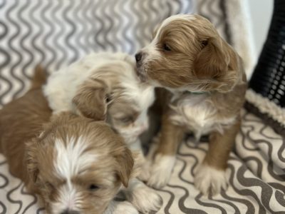 Maltese Shih Tzu – Hillarys