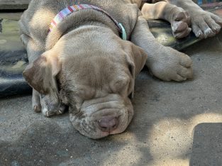 American Staffordshire Bull Terrier – kim regan