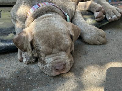 American Staffordshire Bull Terrier – kim regan