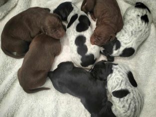 German Shorthaired Pointer – Cundletown