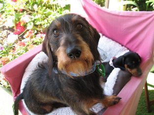 Dachshund – Bundaberg Central