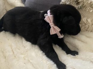 German Shepherd – Gold Coast