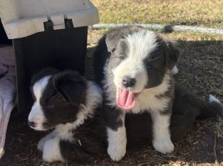 Border Collie – Albury