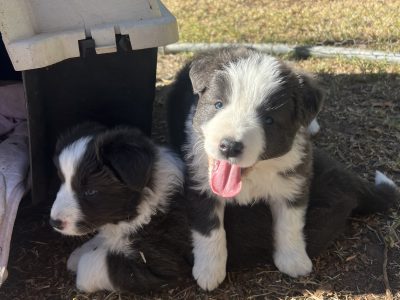 Border Collie – Albury