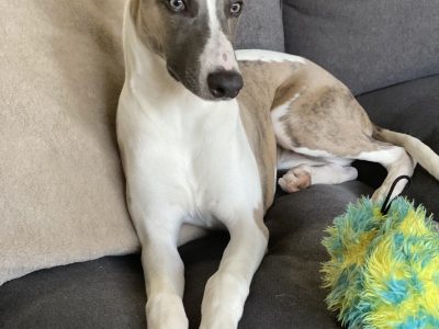 Dogs – Beaconsfield