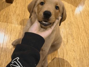Labrador Retriever – Knoxfield