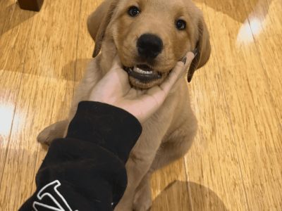 Labrador Retriever – Knoxfield