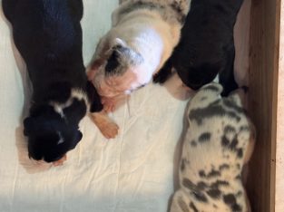 Great Dane – Bundaberg Central