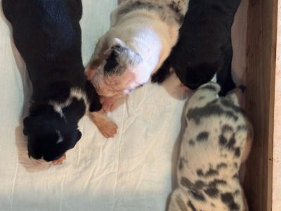 Great Dane – Bundaberg Central