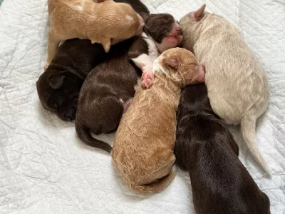 Border Collie – Clarinda