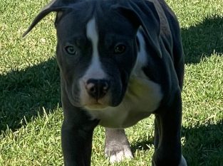 American Staffordshire Bull Terrier – Dubbo