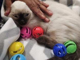 Ragdoll – Marsden Park