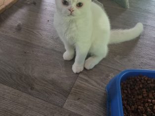 British Shorthair – Warwick