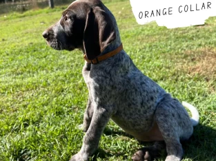 German Shorthaired Pointer – Moore