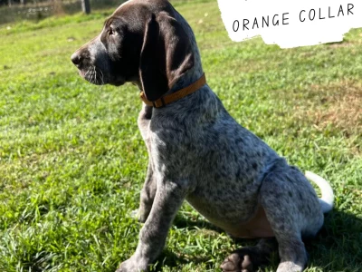 German Shorthaired Pointer – Moore