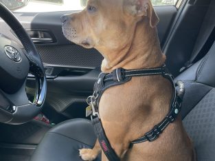 American Staffordshire Bull Terrier – Austral