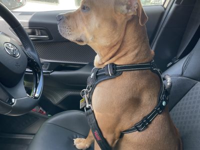 American Staffordshire Bull Terrier – Austral