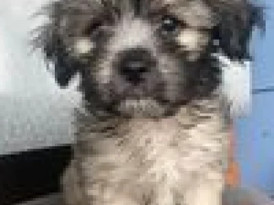 Maltese – Scarness