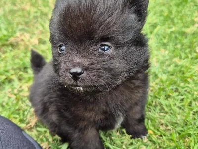 Pomeranian – Taylor Giddings